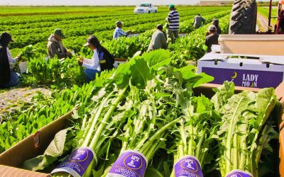🌿 Case Study: Solving the ERP Puzzle for Lady Moon Farms – Florida Location