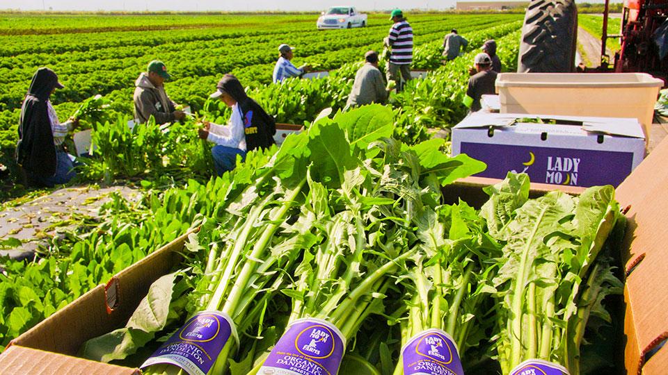Harvest time at Lady Moon Farms